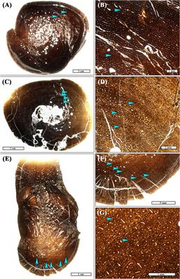 Maiasaura (Dinosauria: Hadrosauridae) Tibia Osteohistology Reveals Non-annual Cortical Vascular Rings in Young of the Year
